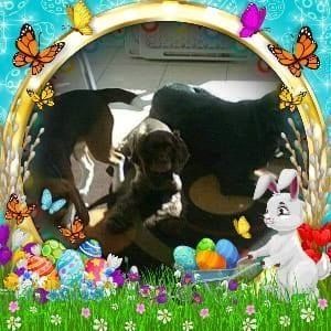 Meet your Posher, Darla